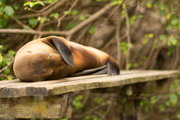 JOVEN LEON MARINO TOCANDOSE LA NARIZ