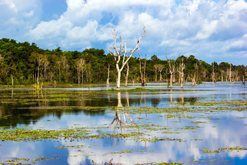 Sky tree water reflection view in Siem Reap