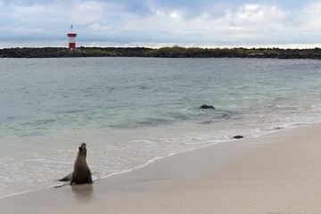 LEON MARINO DE GALAPAGOS EN LA PLAYA