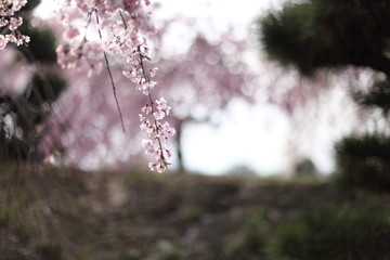 幸田文化公園の枝垂桜