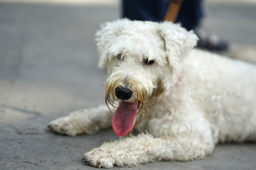 White color Soft Coated Wheaten Terrier dog lying down on the concrete floor