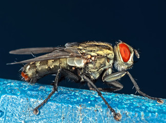 Macro Photo of House Fly Isolated on Background