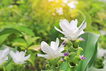 Fototapeta premium Closed up of blooming white Krachai flower (Siam tulip) in the summer garden with rays of sunlight.