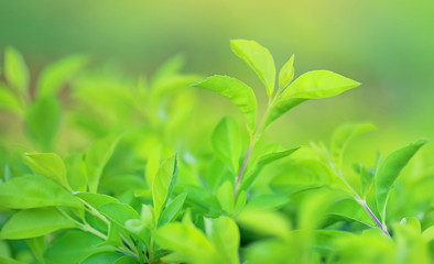 Green tree leaf on blurred background in the park with copy space and clean pattern. Close-up nature leaves in field for use in web design or wallpaper.