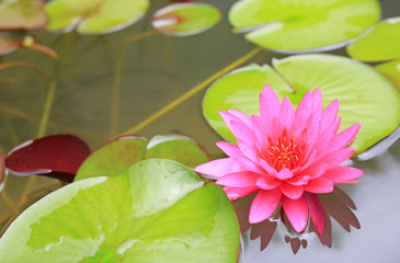 Beautiful pink Lotus flower in pond, Close-up Water lily and leaf in nature.