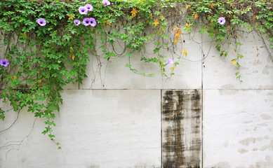 Old cement wall with purple flower and ivy.