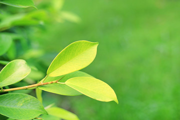 Fresh green tree leaf on blurred background in the summer garden. Close-up nature leaves in field for use in web design or wallpaper.