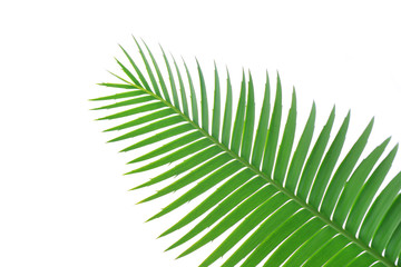 Green leaves of gum palm or giant dioon (Dioon spinulosum Dyer) the tropical cycad palm plant on white sky using for background or wallpaper.