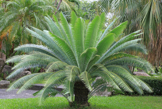 Gum palm or giant dioon (Dioon spinulosum Dyer) the tropical cycad palm plant on green garden.