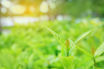 Fresh green tree leaf on blurred background in the summer garden with rays of sunlight. Close-up nature leaves in field for use in web design or wallpaper.