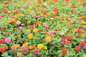 Fototapeta premium Colorful of zinnia flower in the garden.