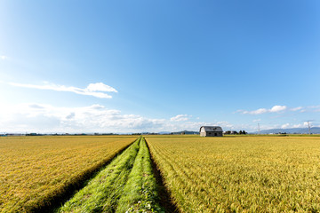北海道美瑛の風景