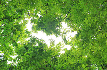 Fototapeta premium Tree leaf and branches in the garden against sky background.