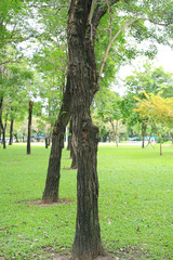 Tree trunk in public park garden.