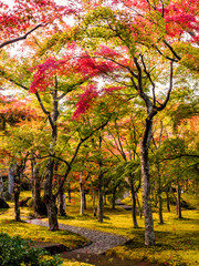 Beautiful autumn scene at Toyko, Japan