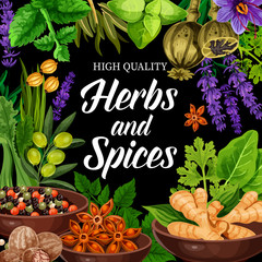 Seasonings, herbs and spices shop. Vector poster