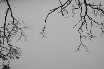 Obraz premium Dead Tree and Sky