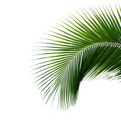 coconut palm leaf isolated on white background
