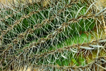 close up of cactus