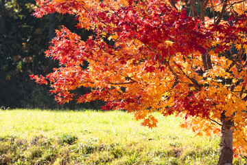 北海道美瑛の風景