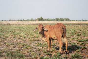 Cow on field with sunlight.