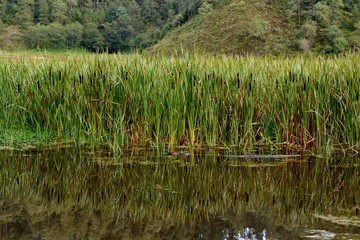 parque nacional lagunas de zempoala estado de m&egrave;xico