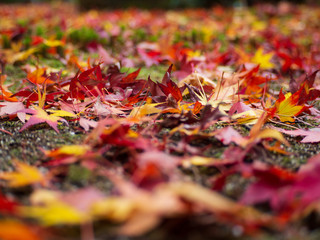 Colorful maple leaf in the park when autumn season.