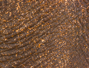 Elephant skin texture brown background