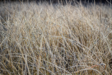 Dry grass covered with frost on a frosty morning, cold snap