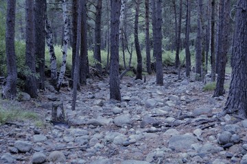 forest in winter