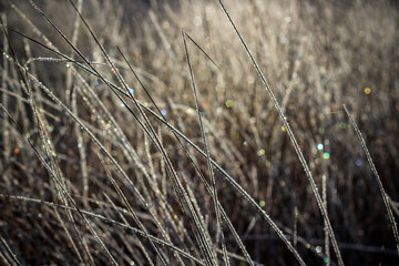 Fototapeta premium Dry grass covered with frost on a frosty morning, cold snap