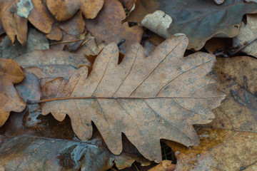 brown oak leaf on ground