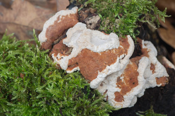 fungus parasite on dead tree