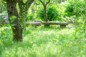 新緑の中のベンチ