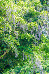 自生する藤の花