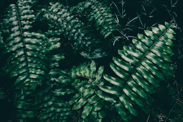 fern leaves in rainforest