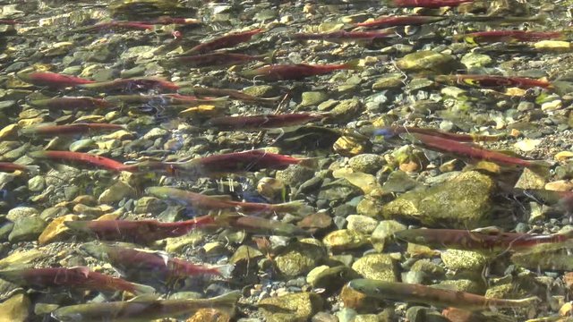 Kokanee salmon spawning in a creek