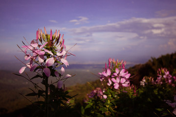 Beautiful Cleome or Spider Flowers is Tropical Plants are blooming with Sky Blue
