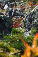 Bright autumn vegetation and stones covered with lichen in the mountains.
