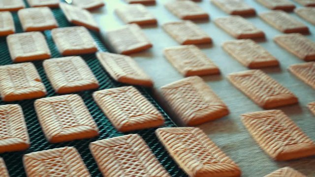 cookie process conveyor factory making fresh industrial