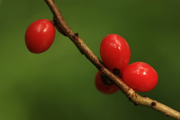 Daphne mezereum berries