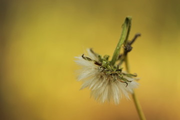 Light bokeh