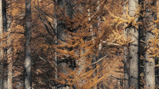 Japanese larch 014