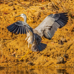 white-faced heron landing