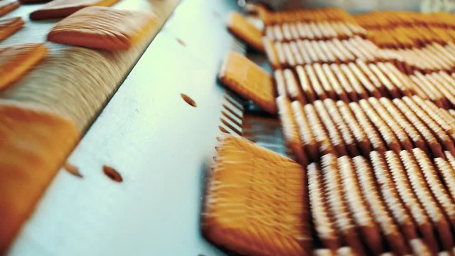 cookie process conveyor factory making fresh industrial
