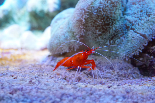 Red marine shrimp Lysmata debelius