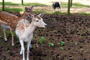 Young fallow deer at game farm