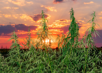 Cannabis leaf, medical marijuana. Cannabis flowers and seeds in green field with back light....