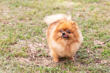 Pomeranian spitz dog