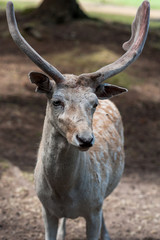 Male fallow deer, Dama dama, at Seaview Game Farm, Comox Valley, British Columbia Canada